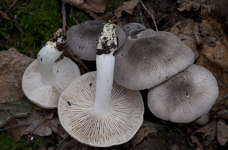 Tricholoma orirubens